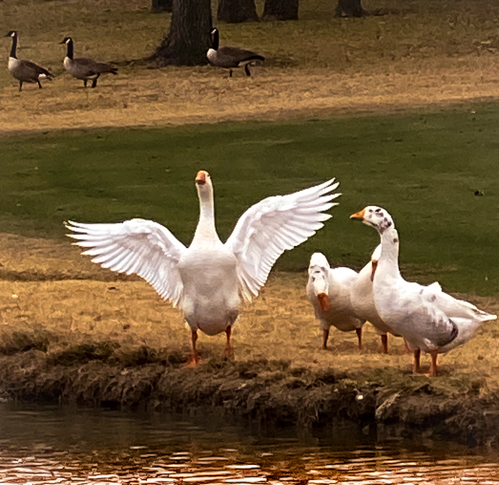 Hogan's Glen Family of Geese
