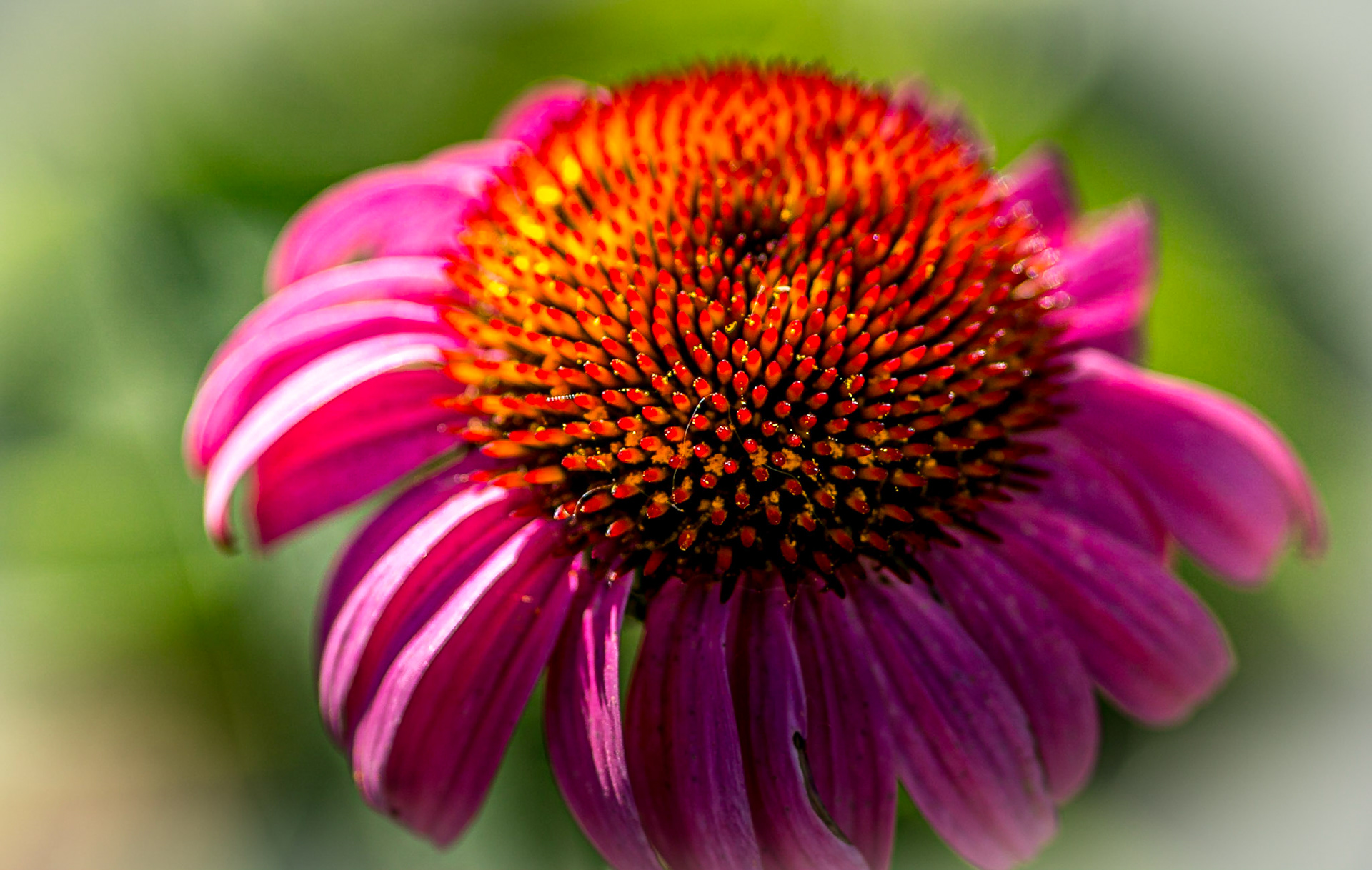 Purple Cone Flower