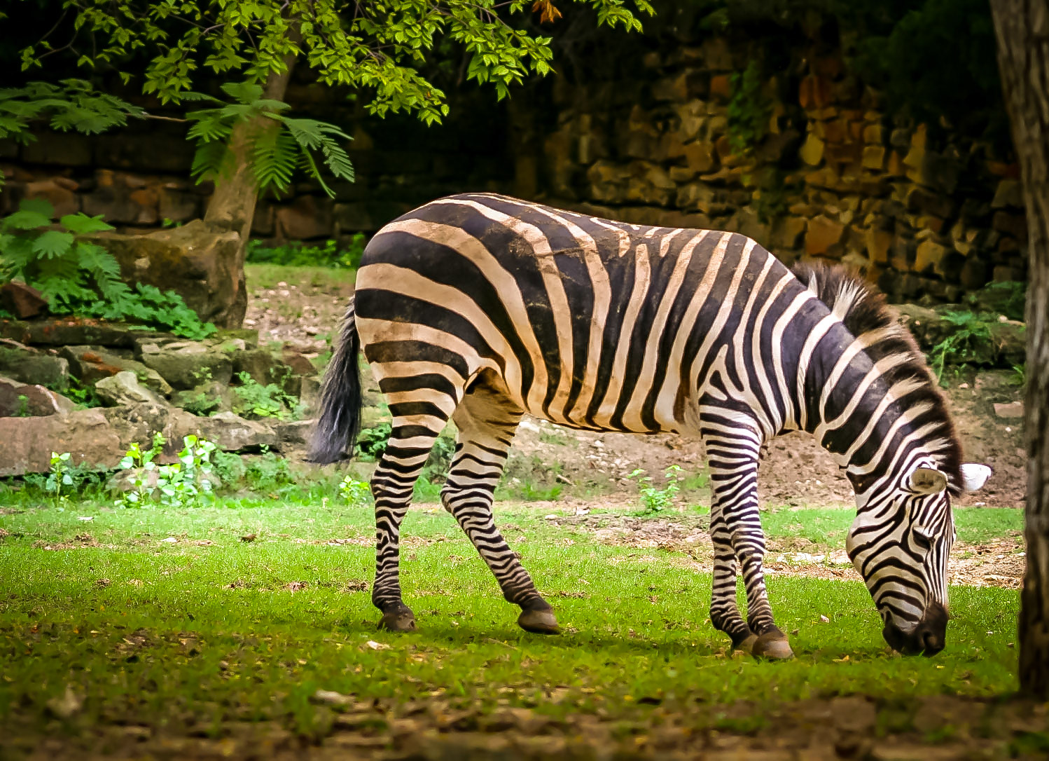 Living Desert .... Palm Desert, CA