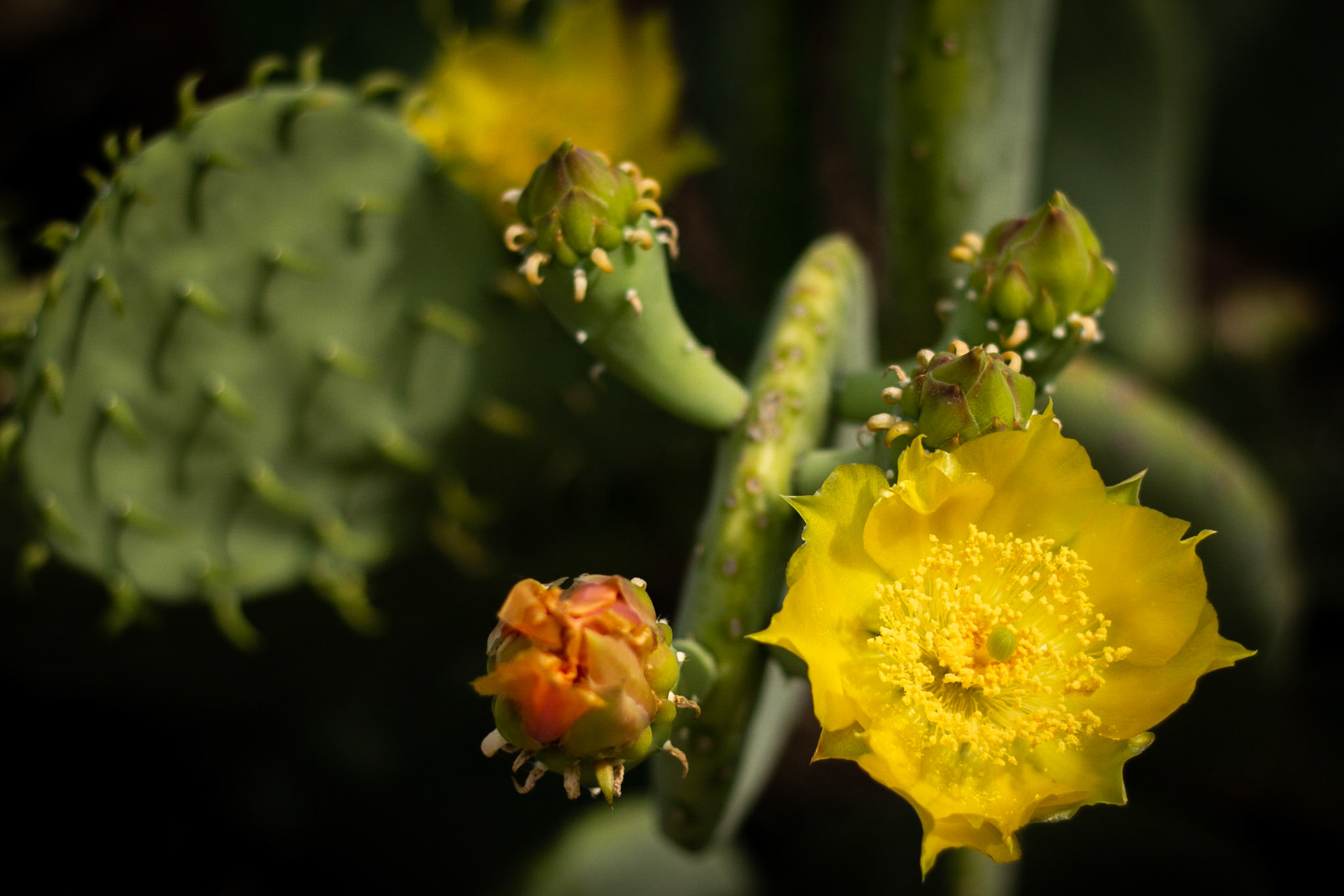 Prickly Pear Cactus