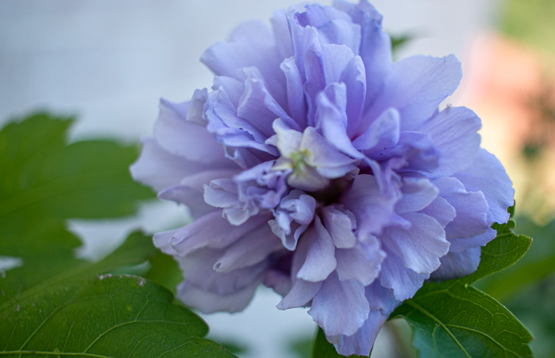 Rose of Sharon