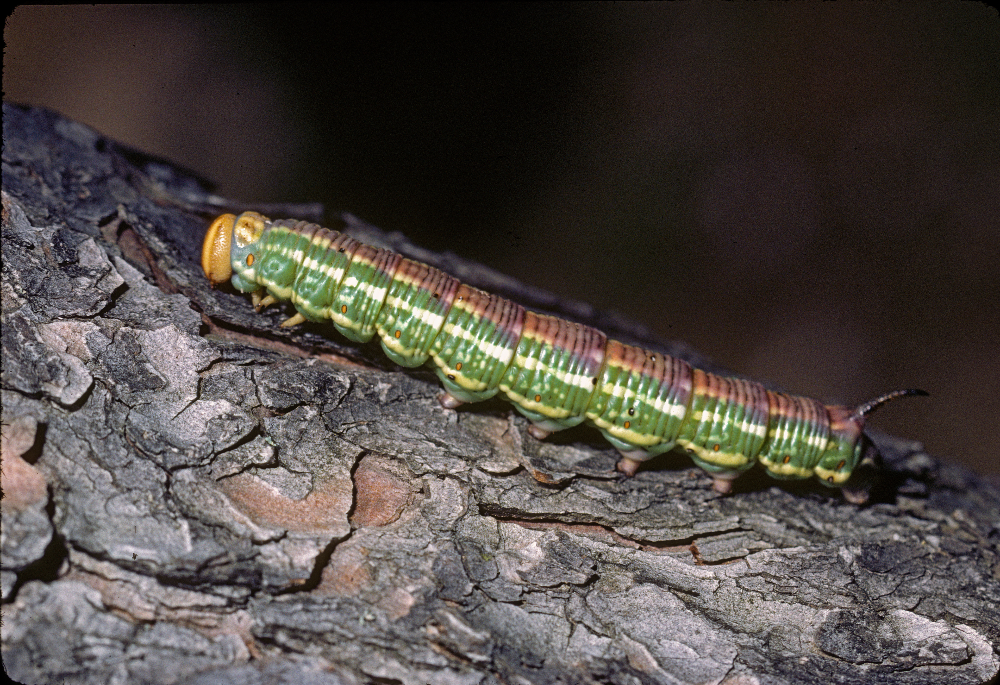 Raupe des Kieferschwärmers