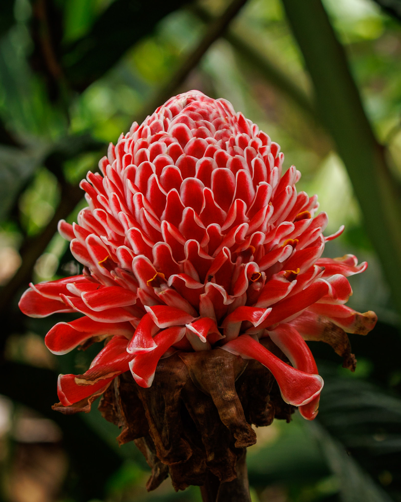 Red Torch Ginger