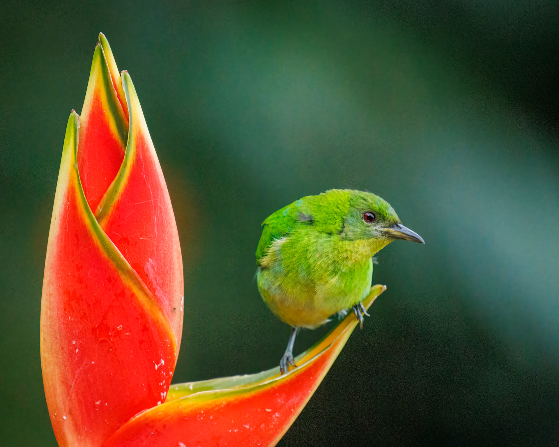 Green Honeycreeper,