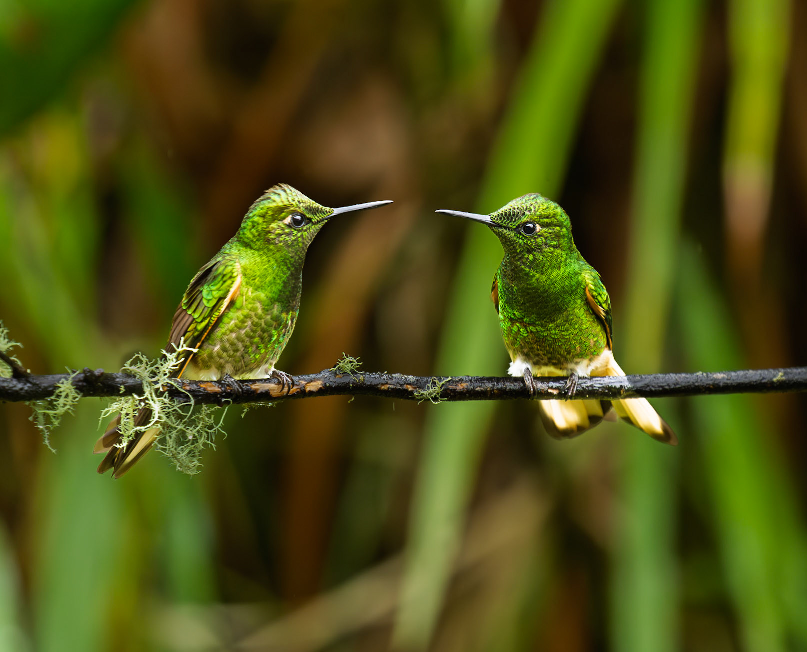 Chit Chat