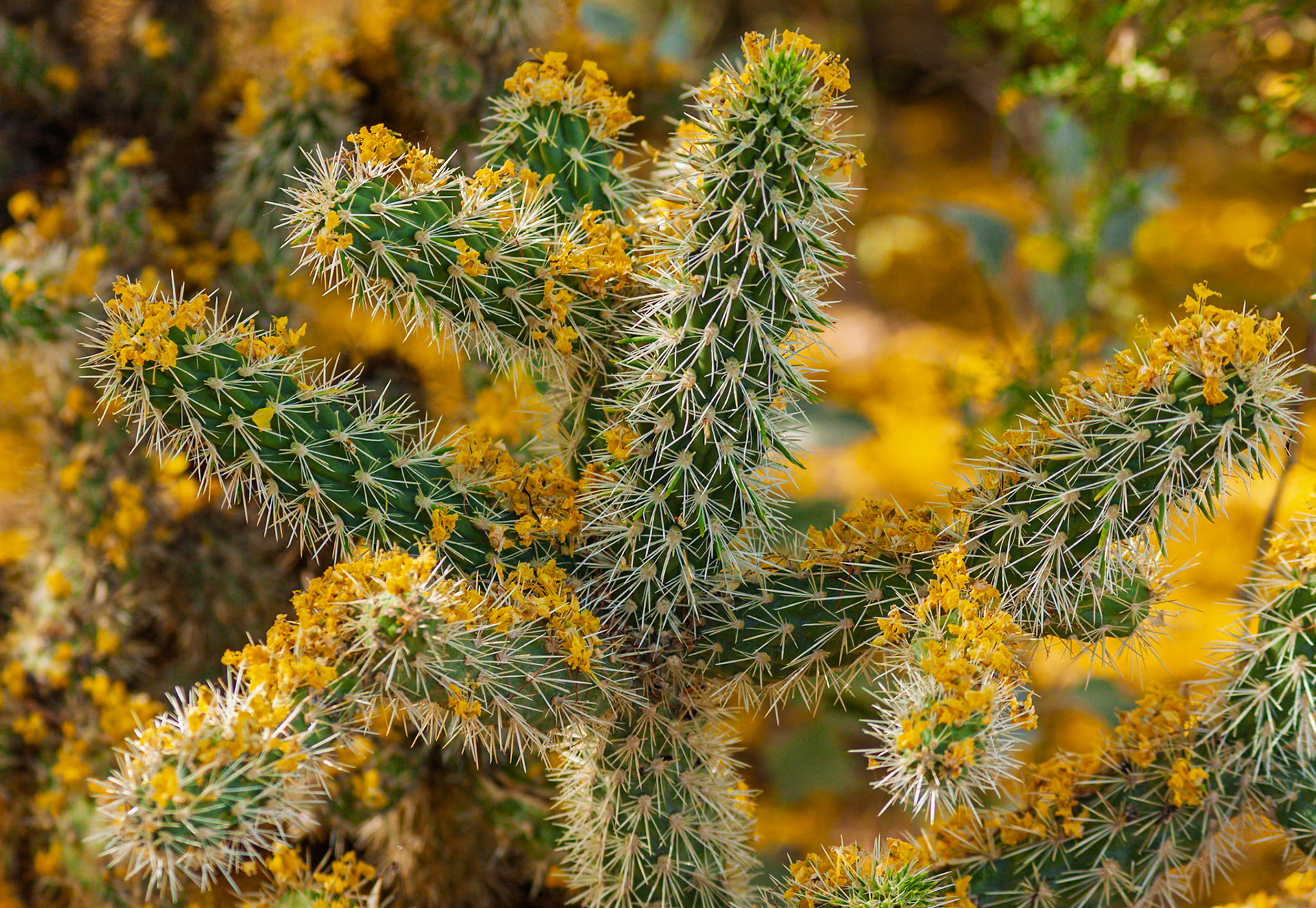 Flowering cactus in the Desert Botanical Garden Phoenix Arizona (May, 2010)