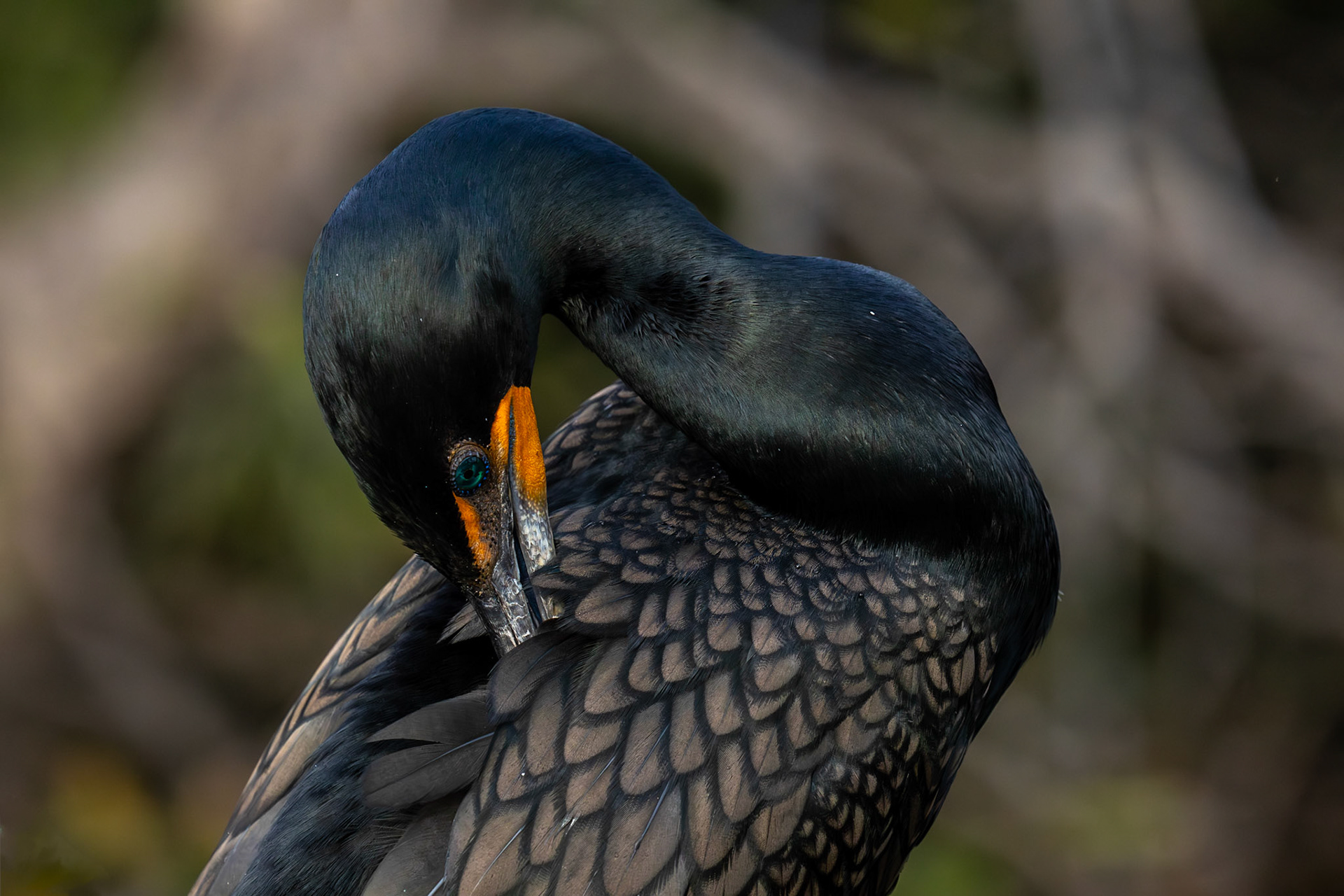 Double-crested Cormorant, USA