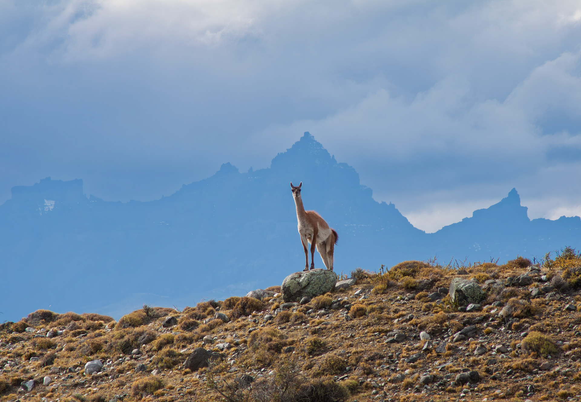 Guanaco, Chile