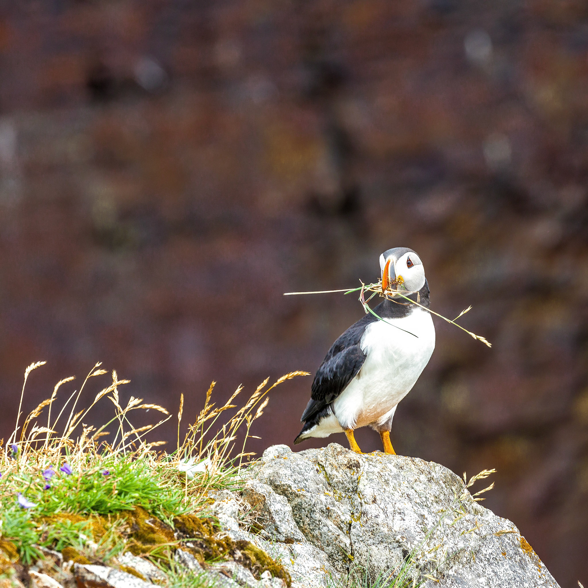 Puffin, Canada