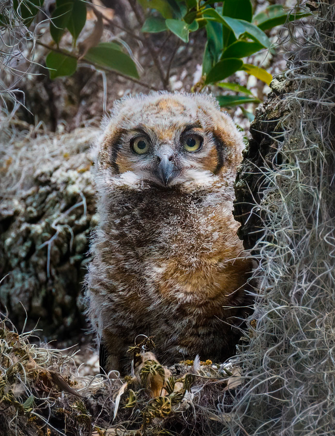 Hoot Bird