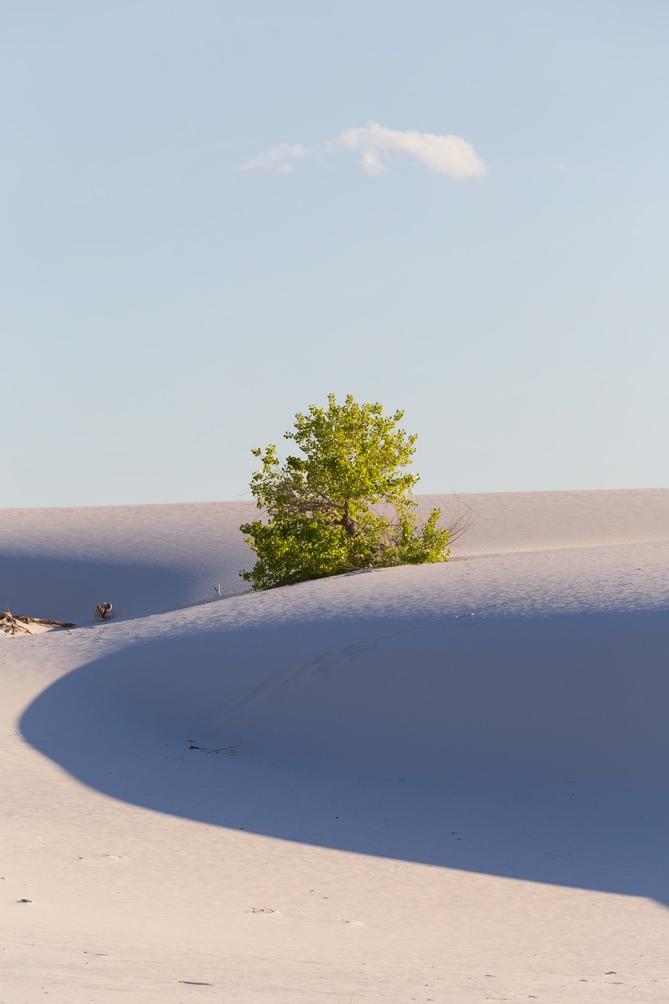 Curve and Chlorophyll