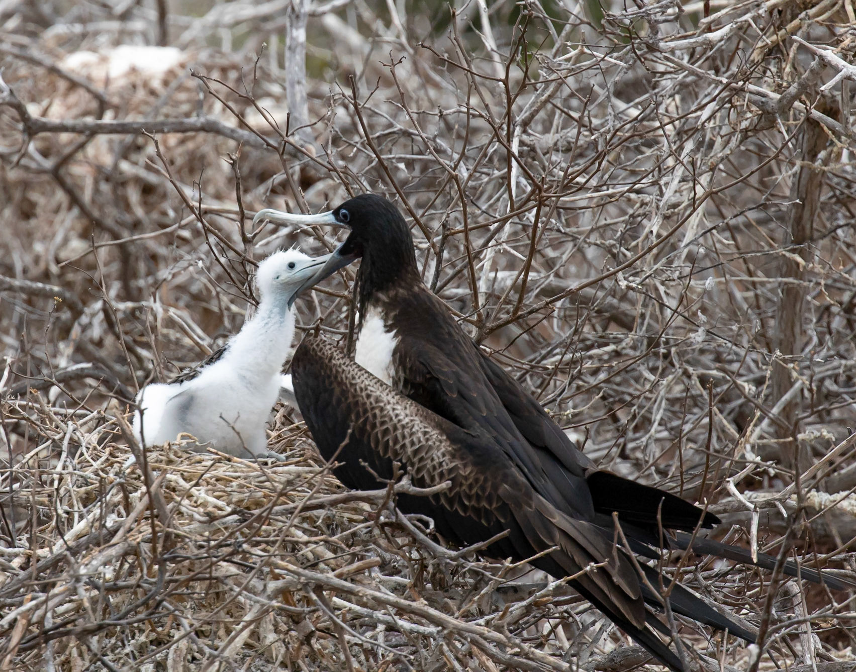 Frigatebird, Ecuador