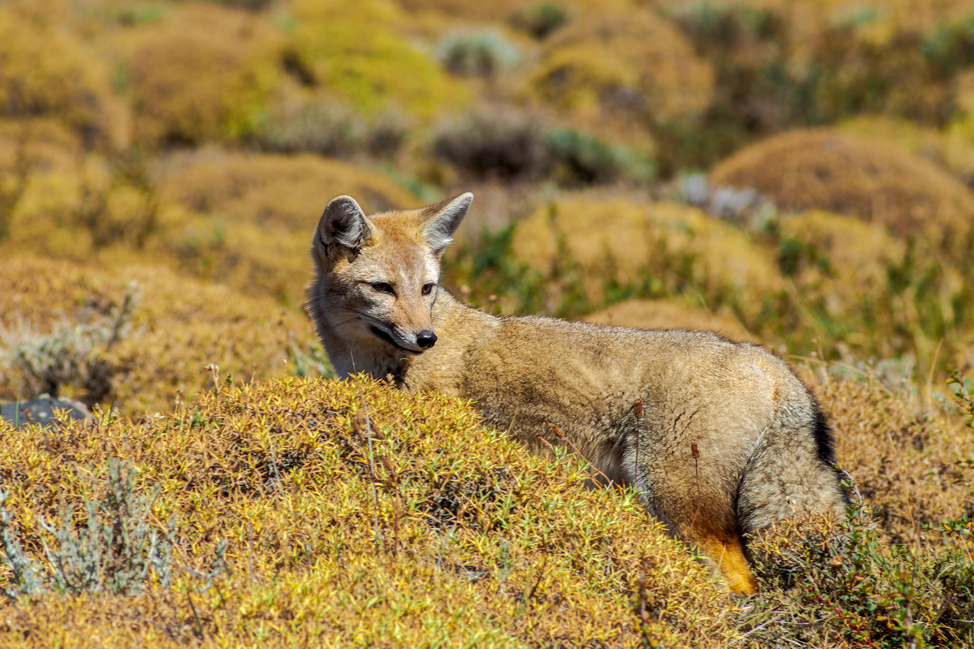 Patagonian Fox, Chile