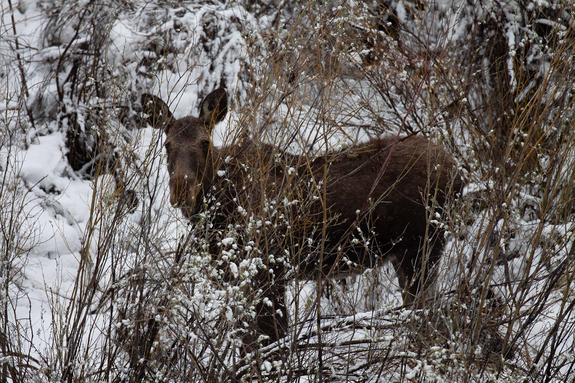 Elk, USA