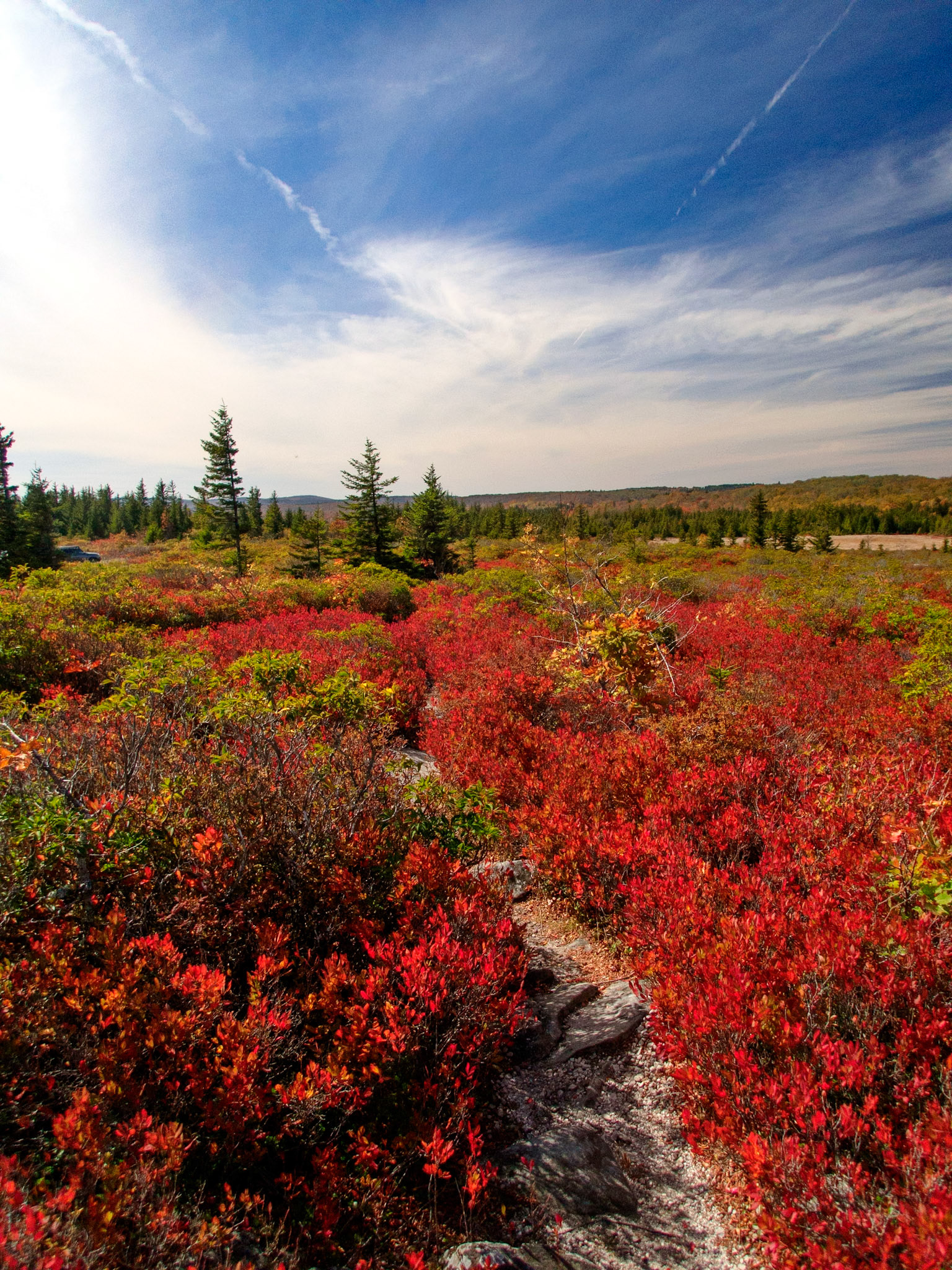 Dolly Sods