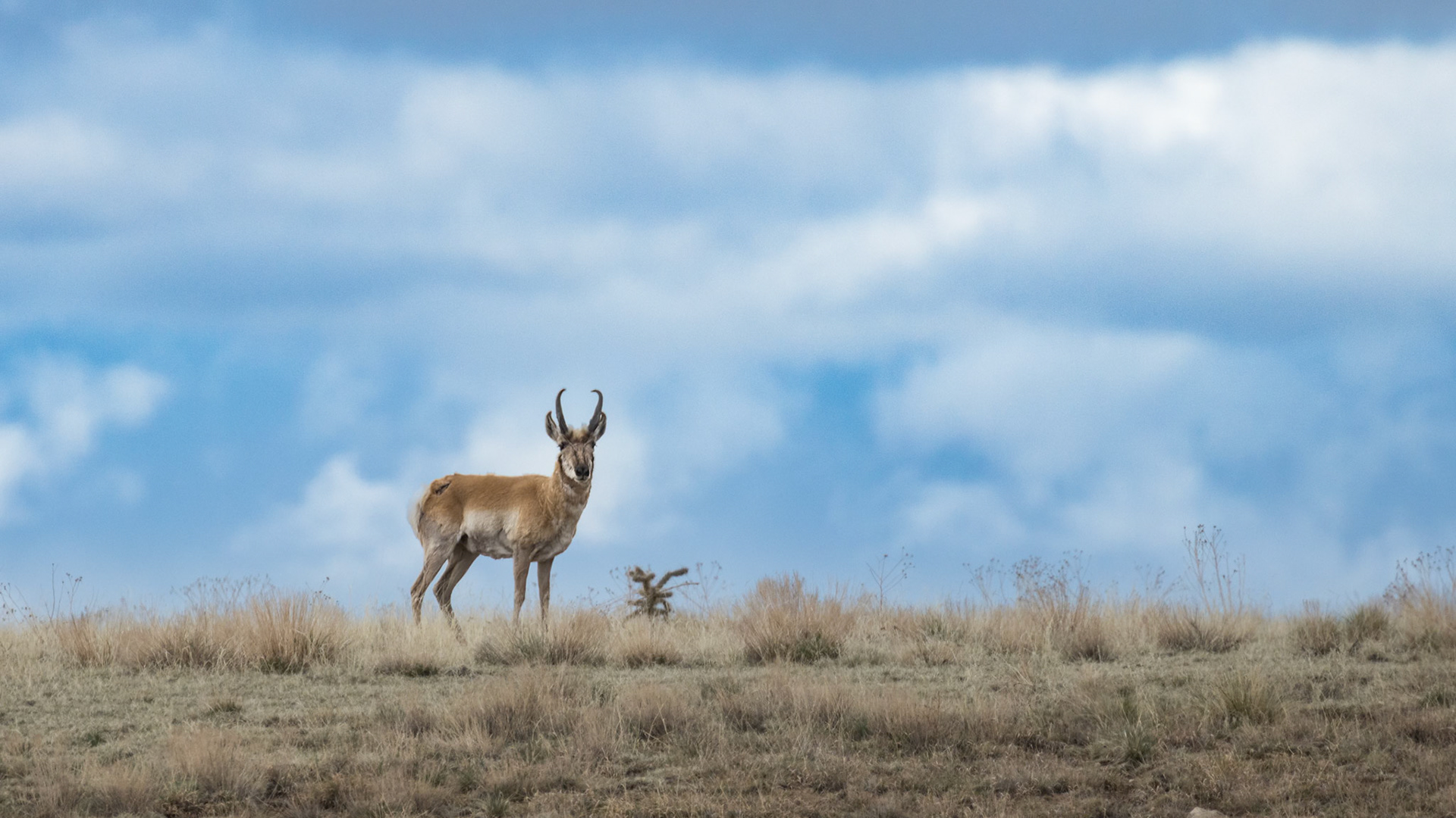 Pronghorn, USA