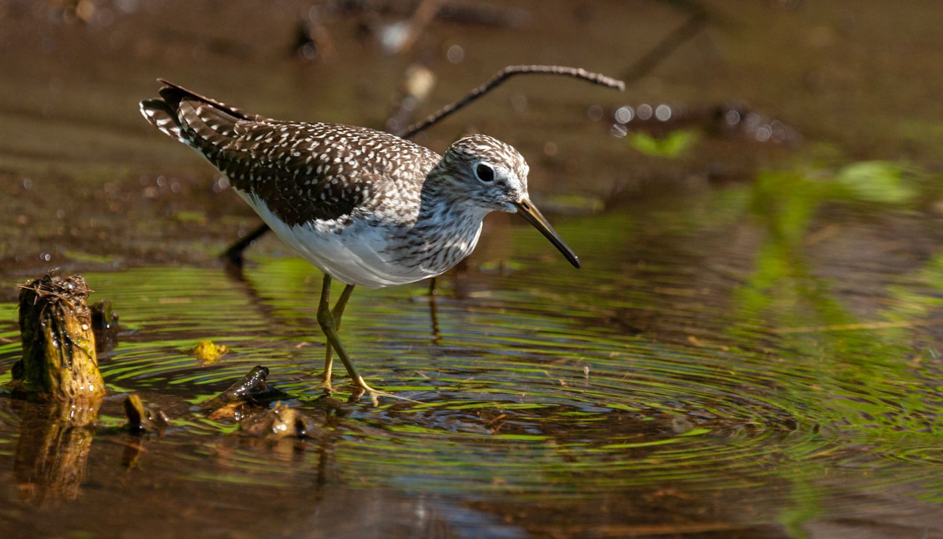 Sandpiper, USA