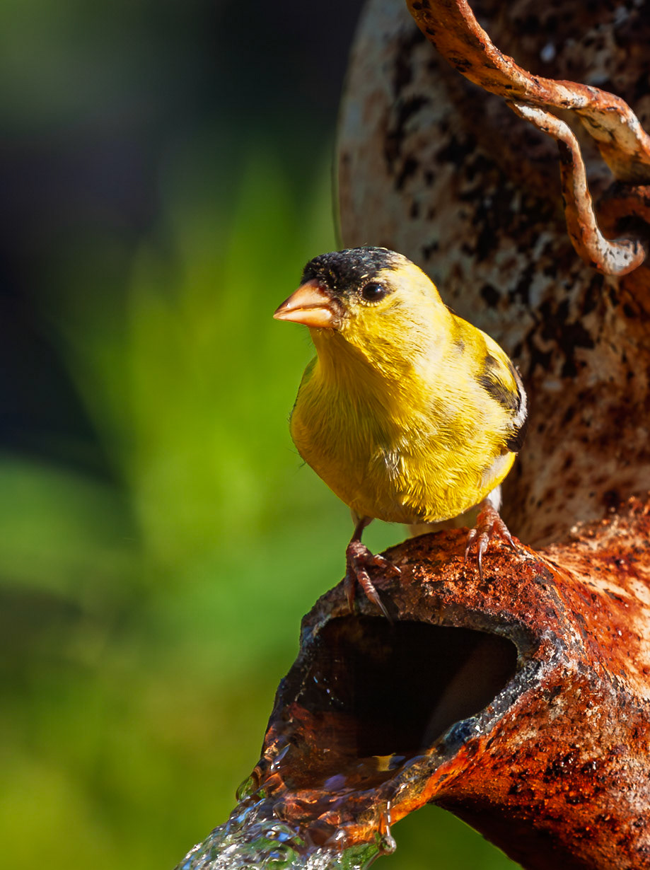 Yellow Bird