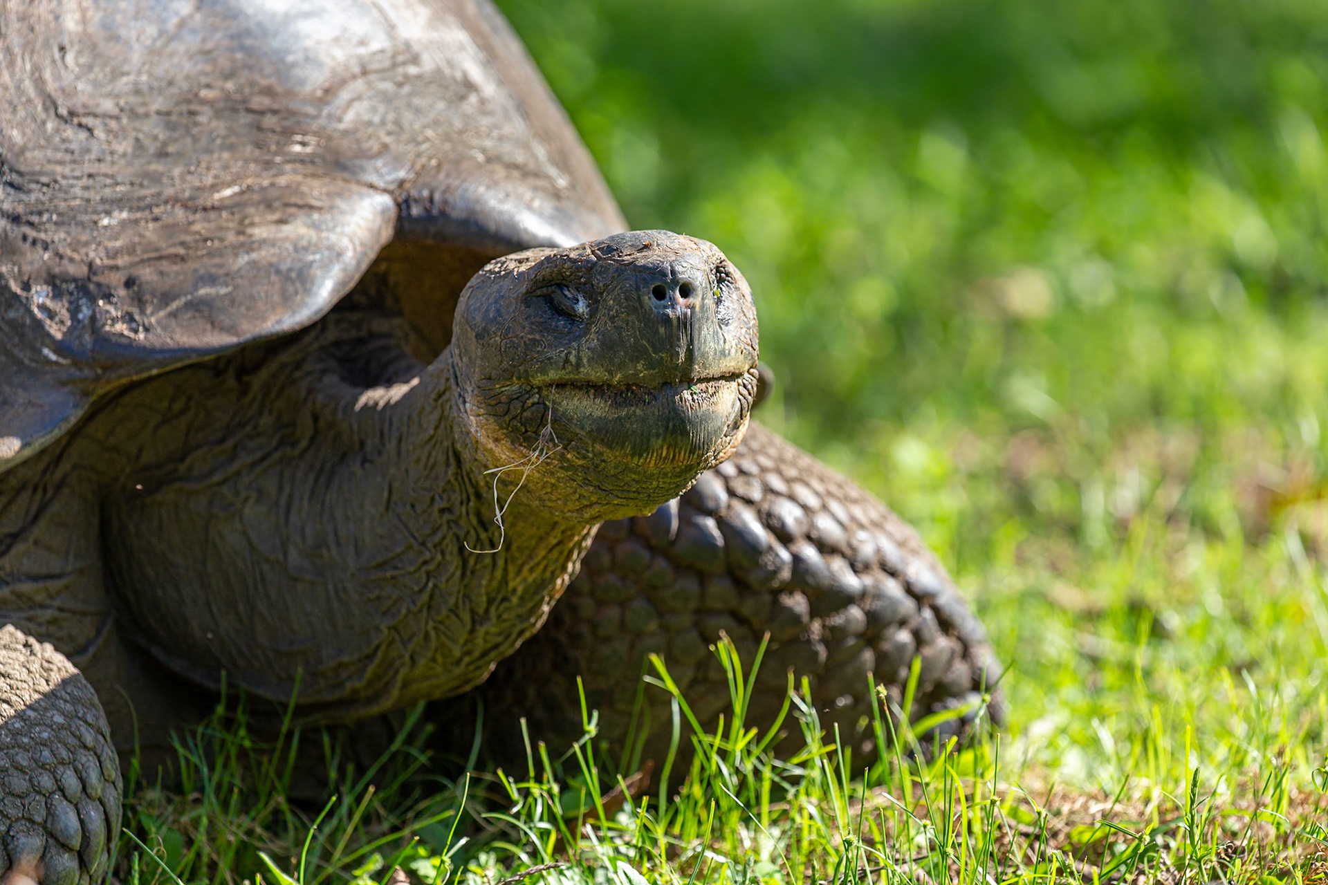 Giant Tortoise, Ecuador
