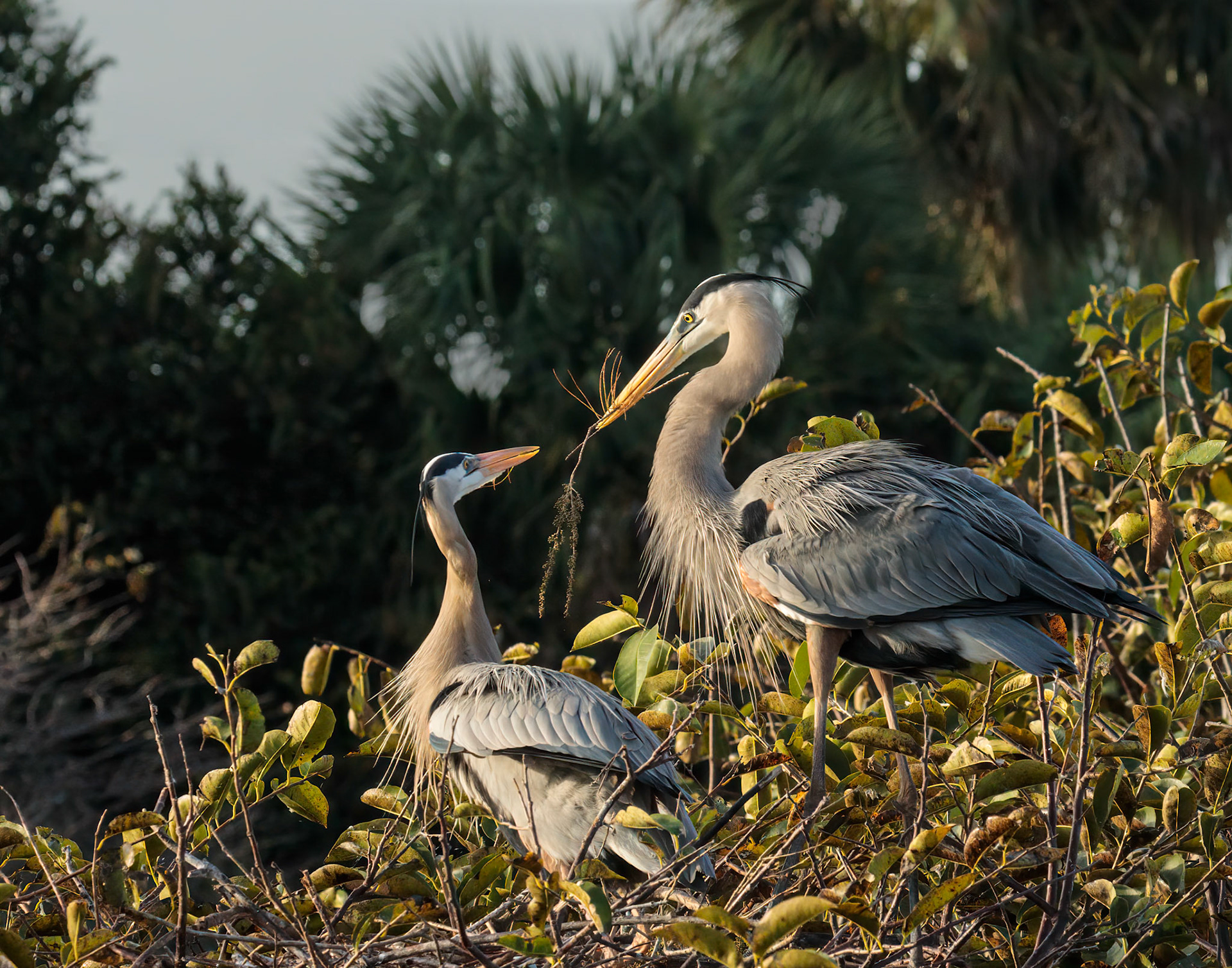 Great Blue Herons, USA