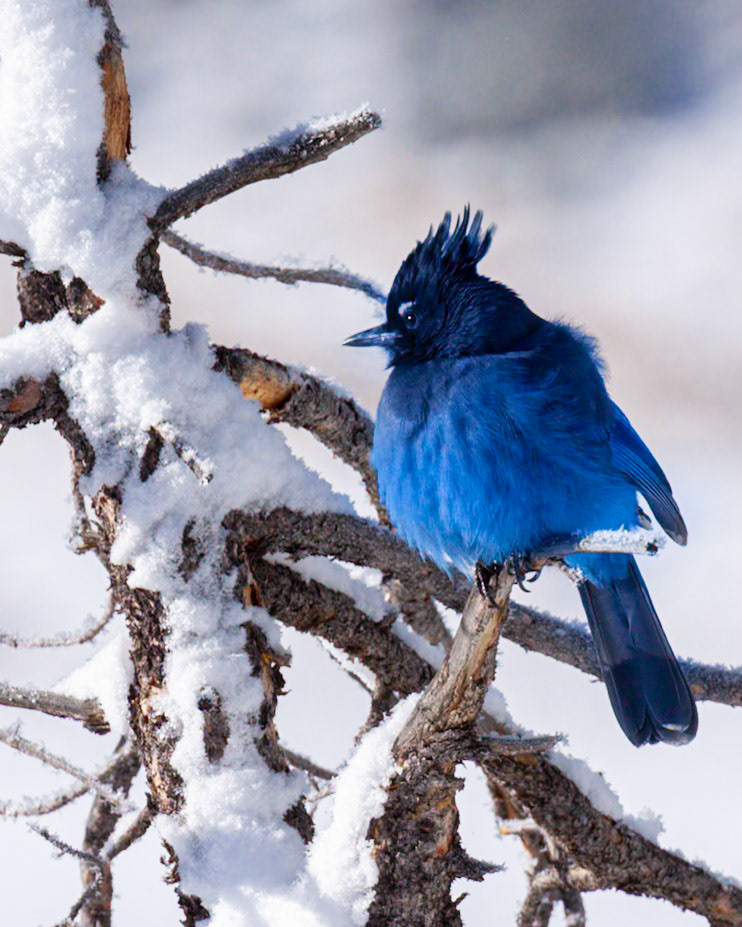 Blue Bird