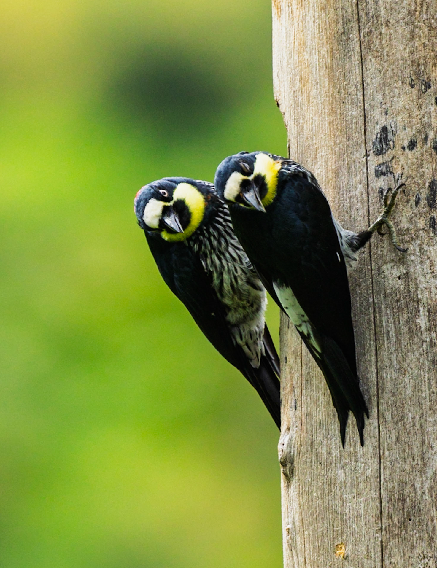 Twin Birds