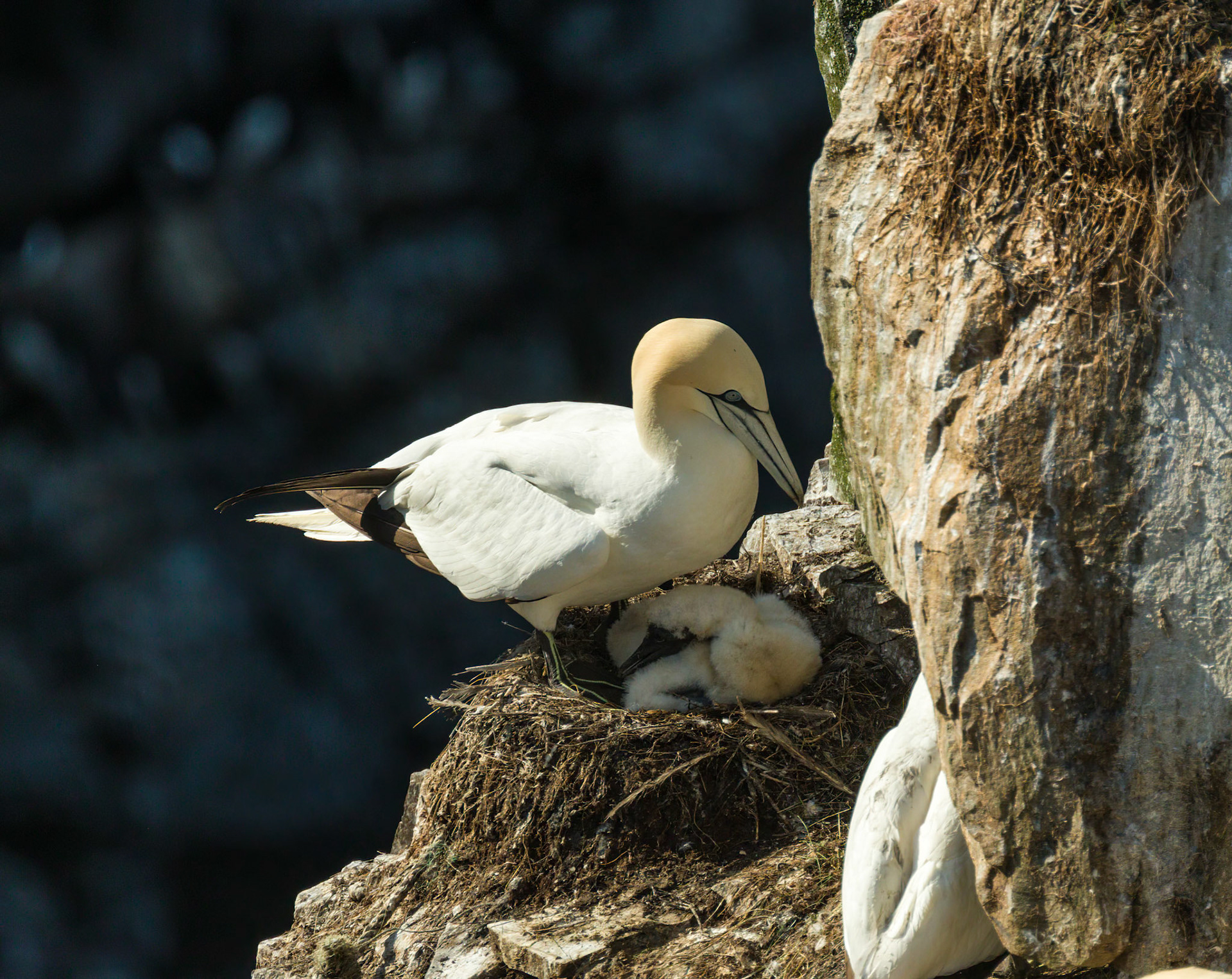 Gannet, Canada