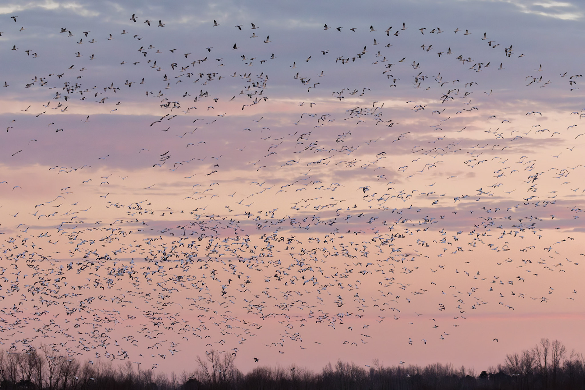 Wintering Birds, USA