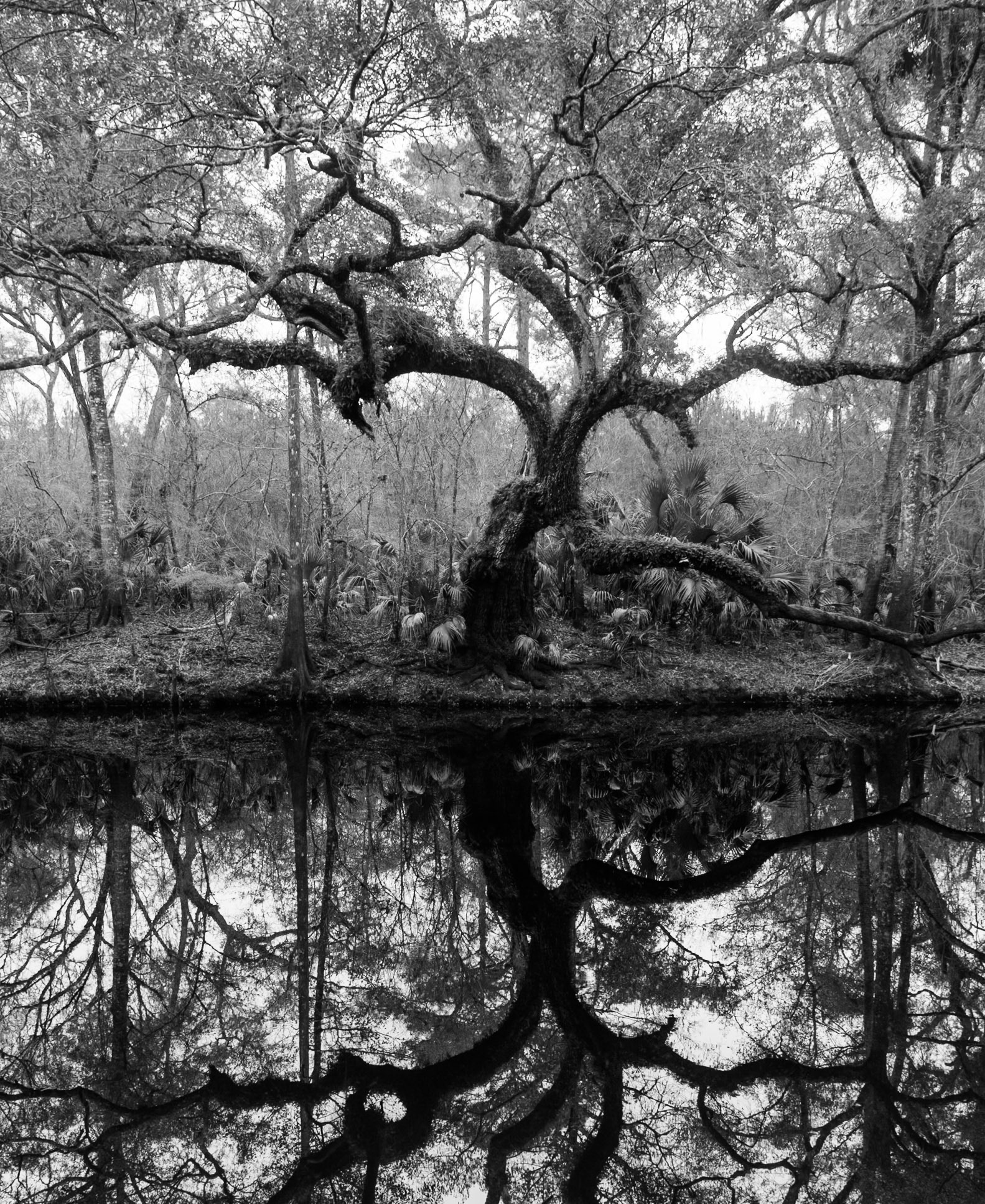 Live Oak Symmetry