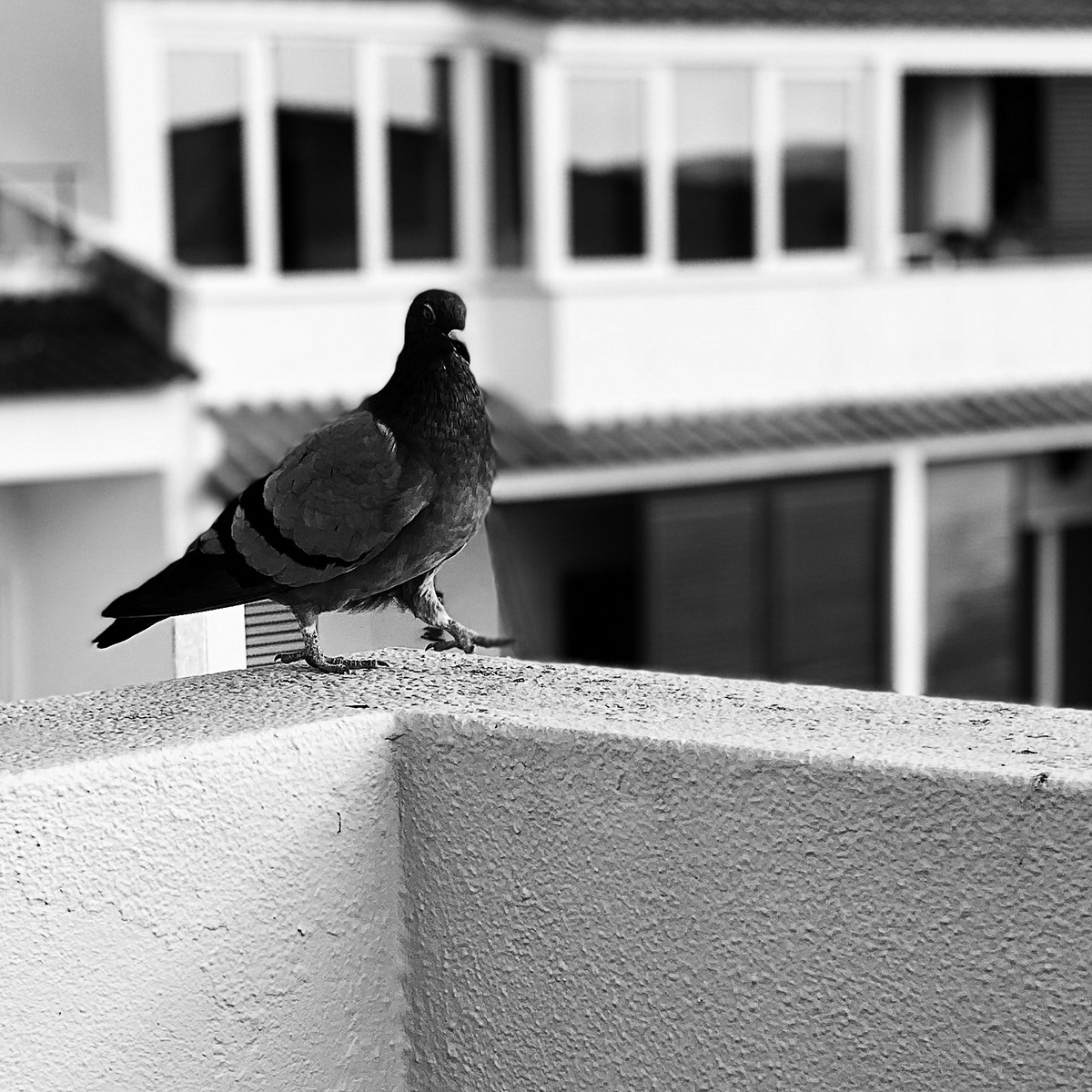 pigeon