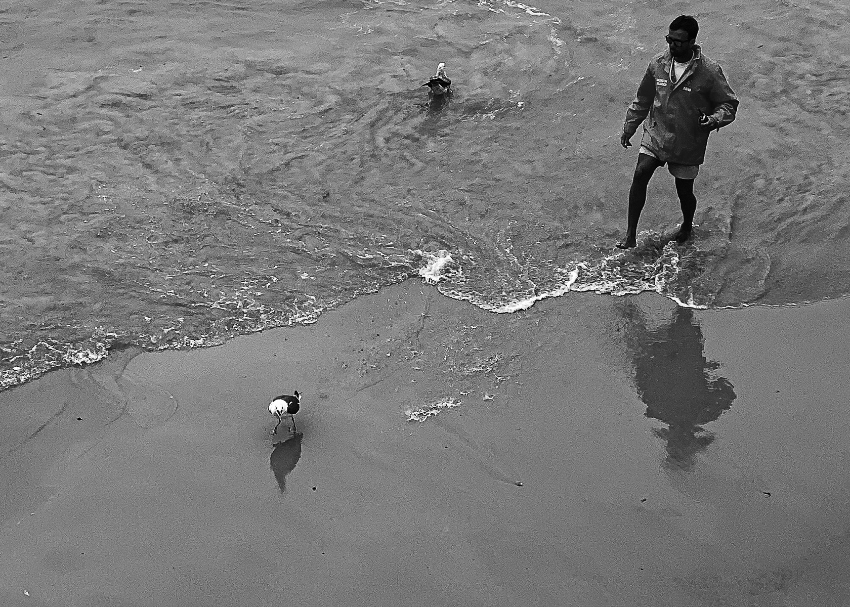 chasing seagull