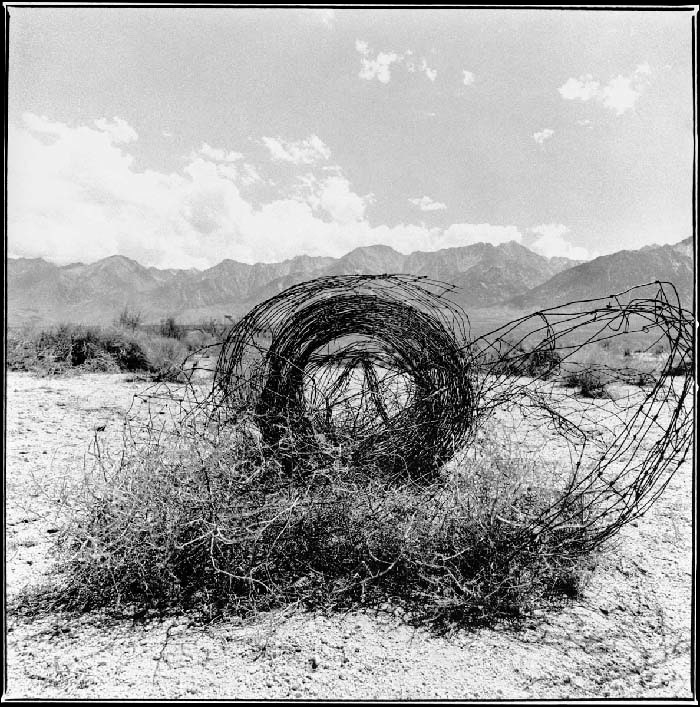Barbed Wire, 1999/2019