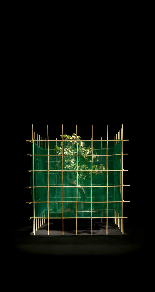 Construction Bonsai 2, 2015