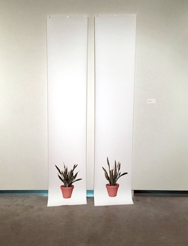Two Snake Plants, 2017