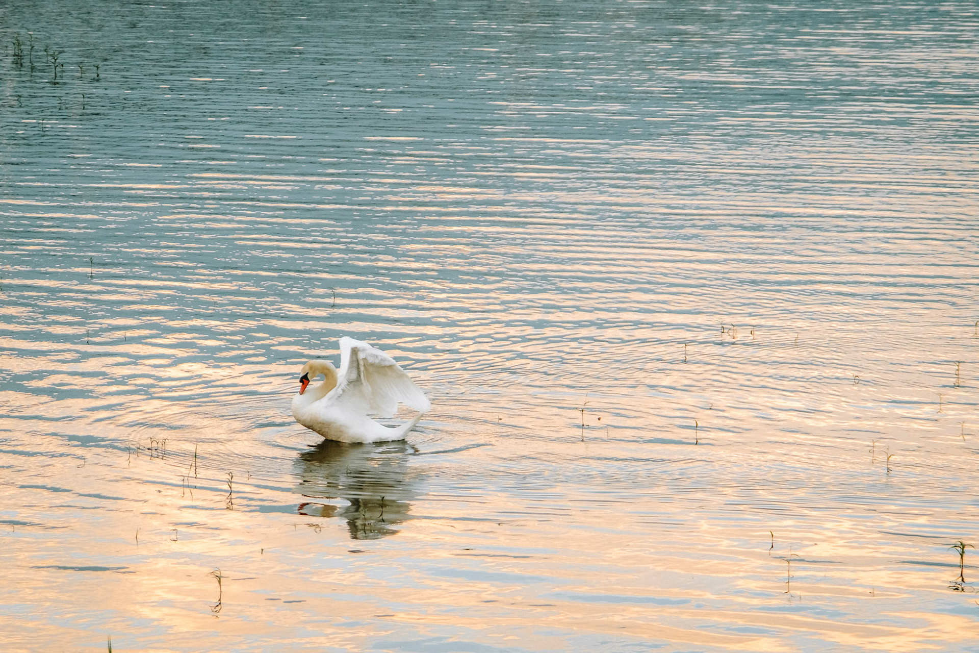 Animals, sitting in water