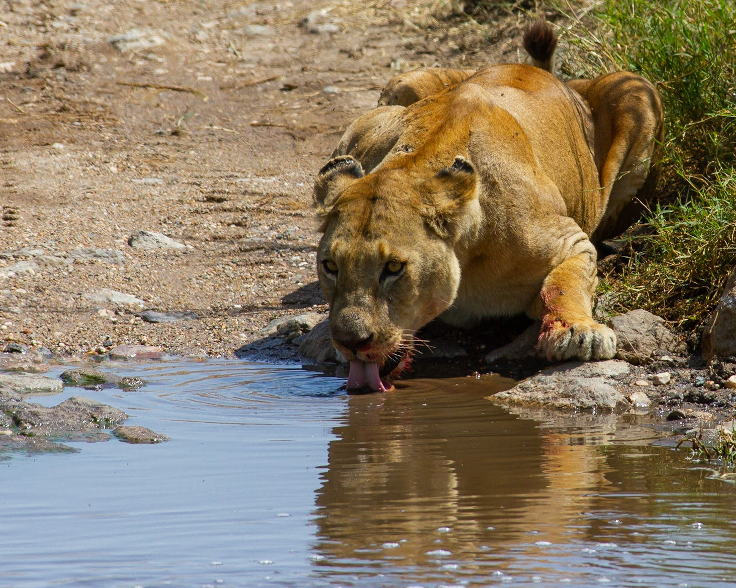 Eating a Zebra makes you thirsty...