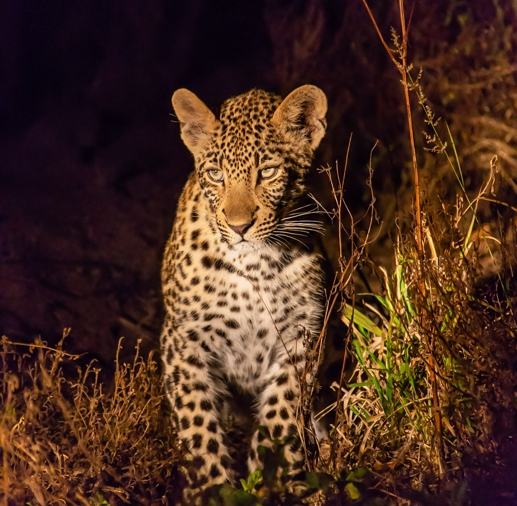 Baby Leopard left behind by her mother which was hunting. (8 month old) #southafrica #krueger ##leopard #africa #canonmoment #safari #photooftheday #nightsafari