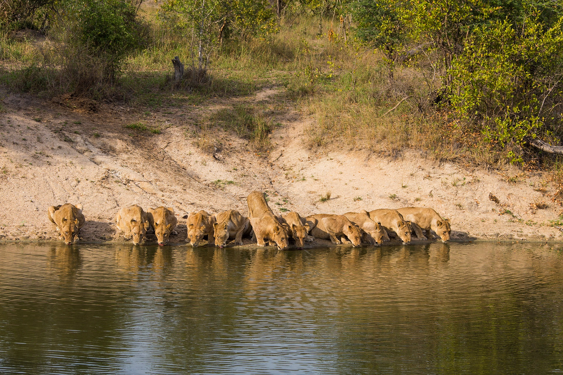 ELEVEN lions on the water #lions #southafrica #krueger #lion #africa #canonmoment #safari #photooftheday #eleven #waterhole
