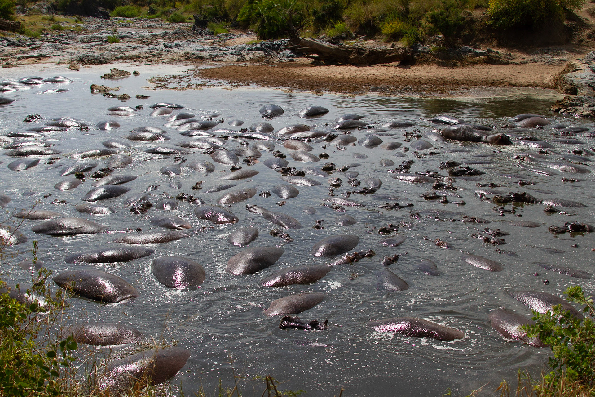 many hippos