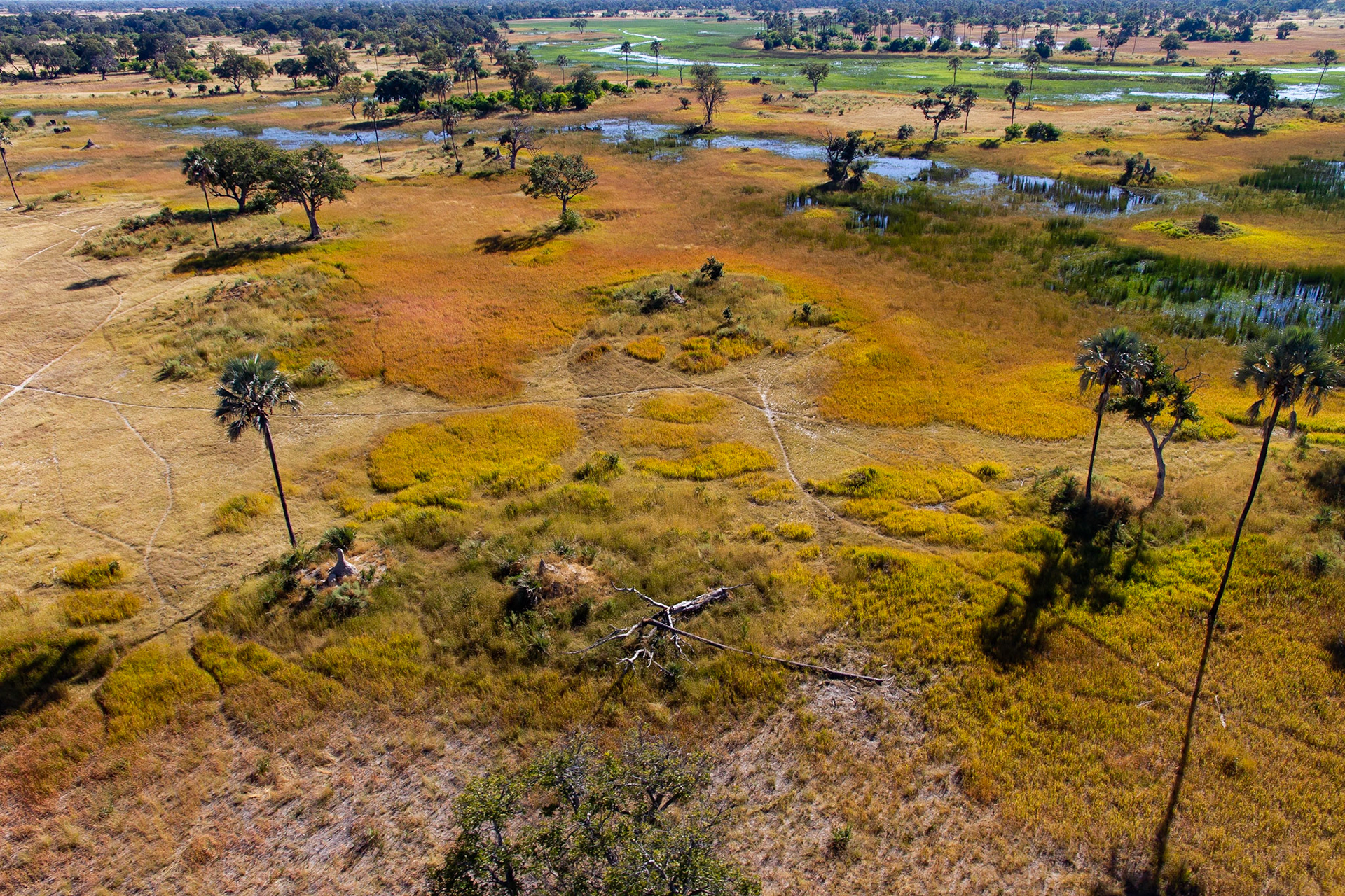 Okavango 