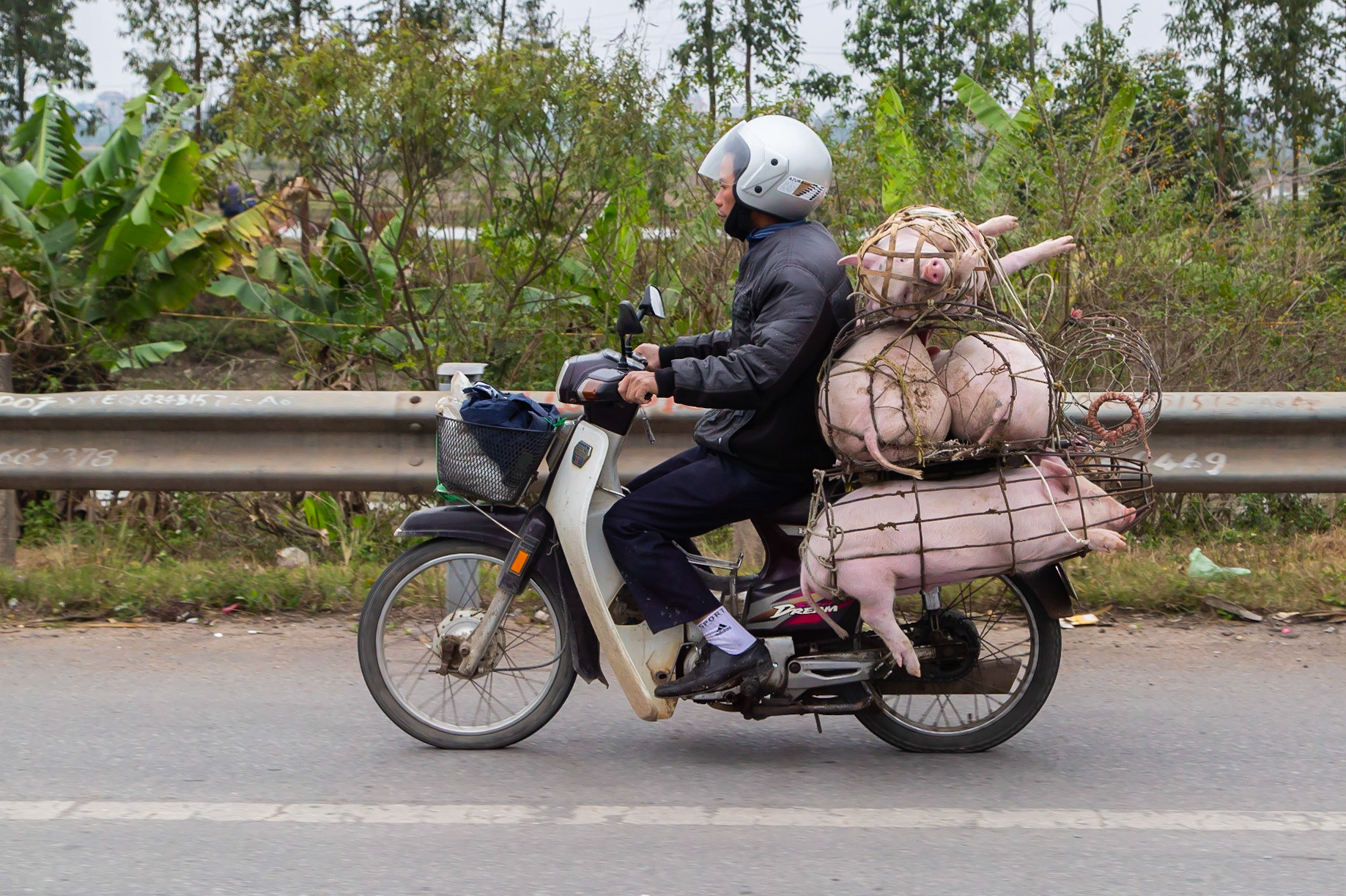 A number of pigs fit on a single Moped. In this case 5 and I was told this is not yet the maximum. The pigs are alive BTW.