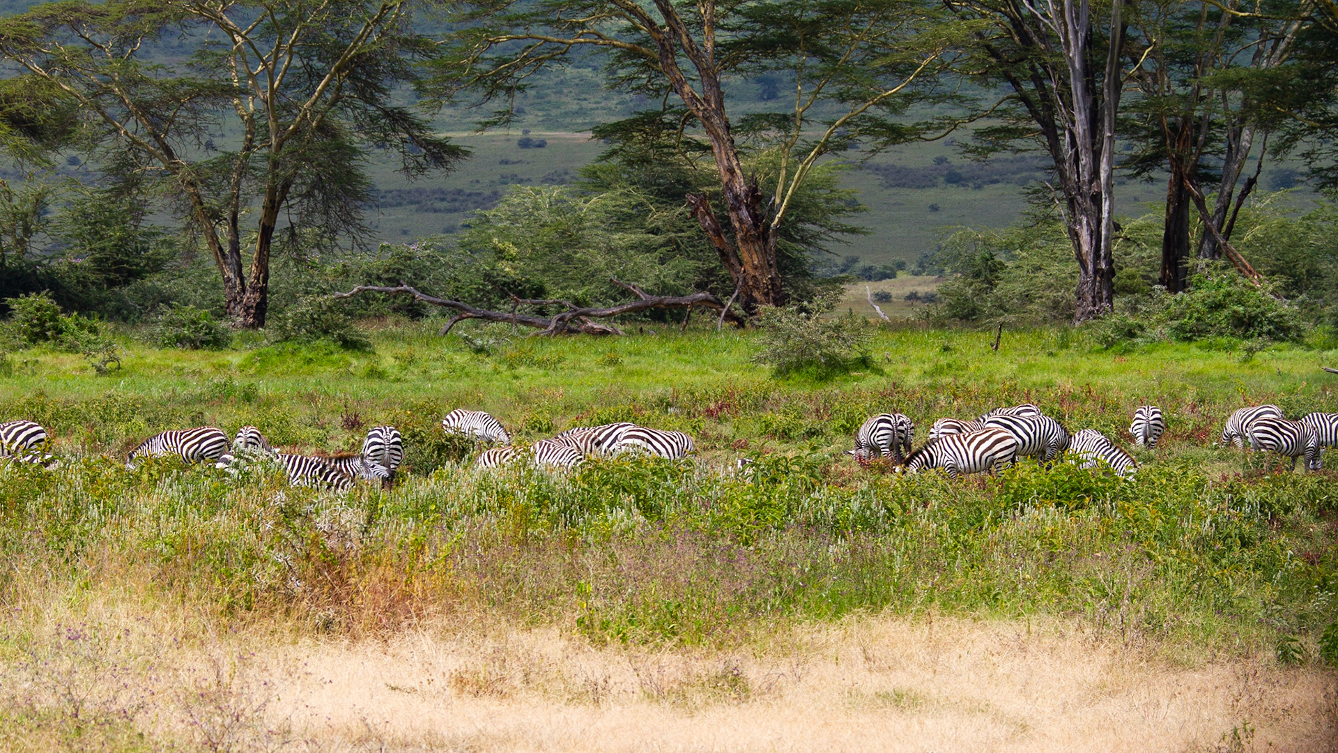 Zebra's in green…..