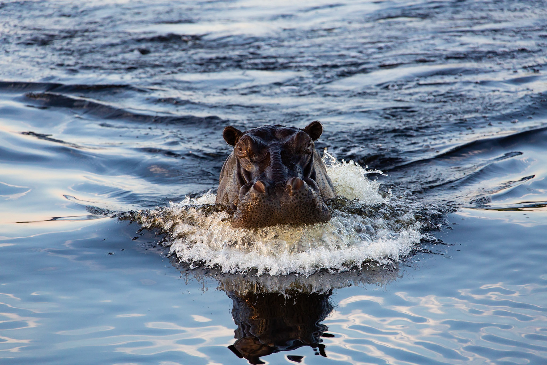 Hippo charging the boat
