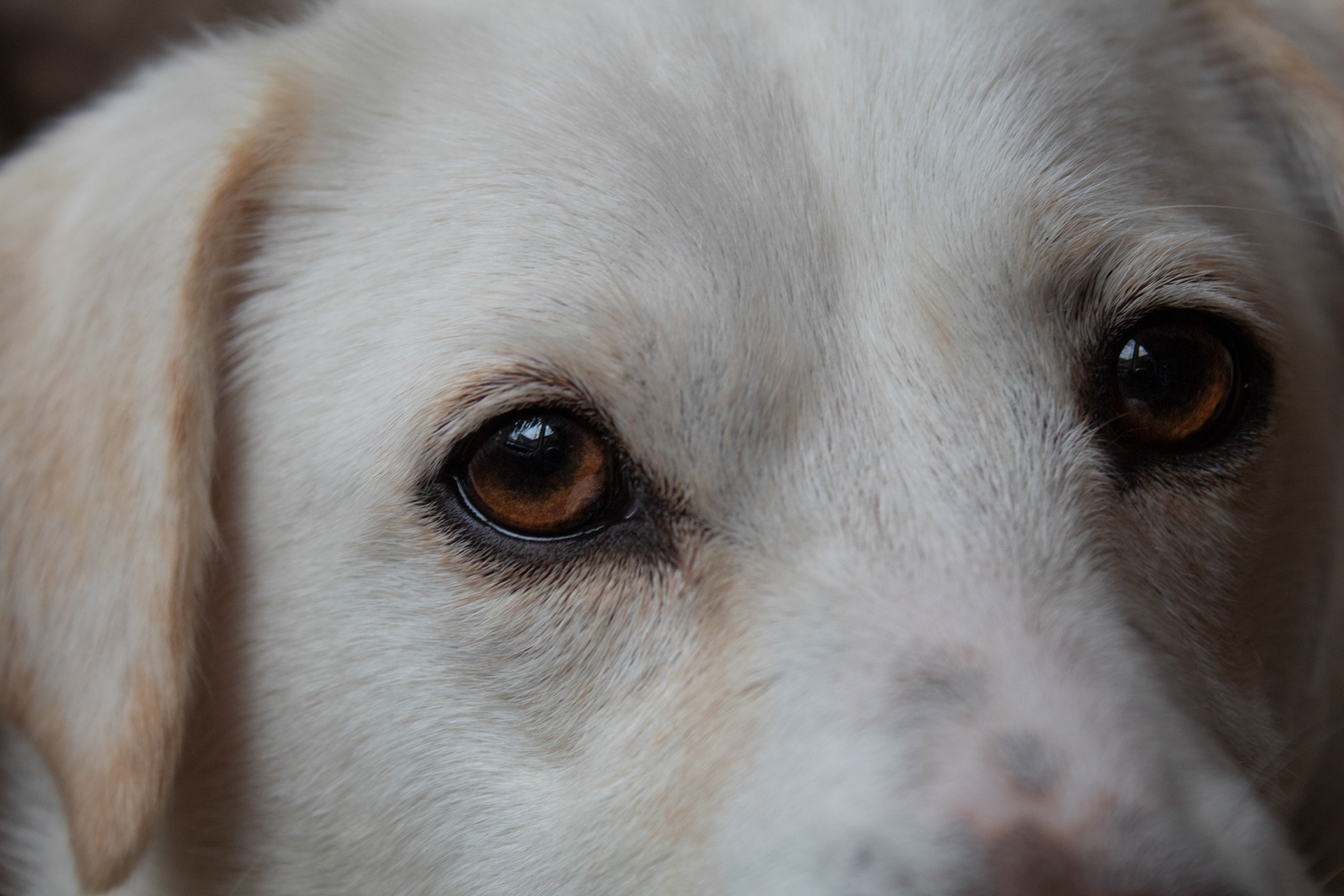 When I look into Koda's eyes I see trust, loyalty and love.