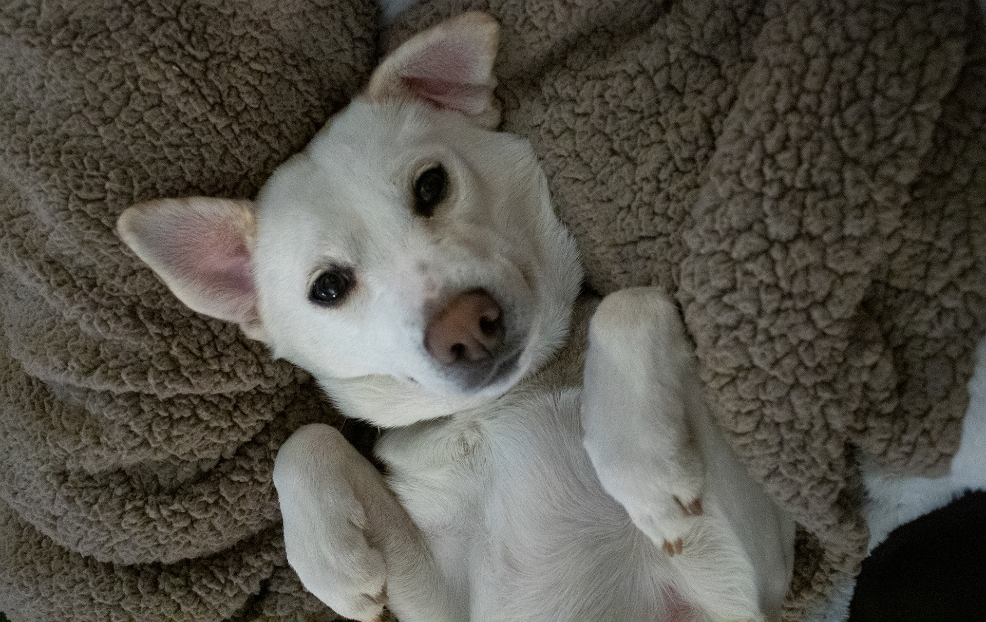 She is a very goofy dog that loves to show off her double chin.