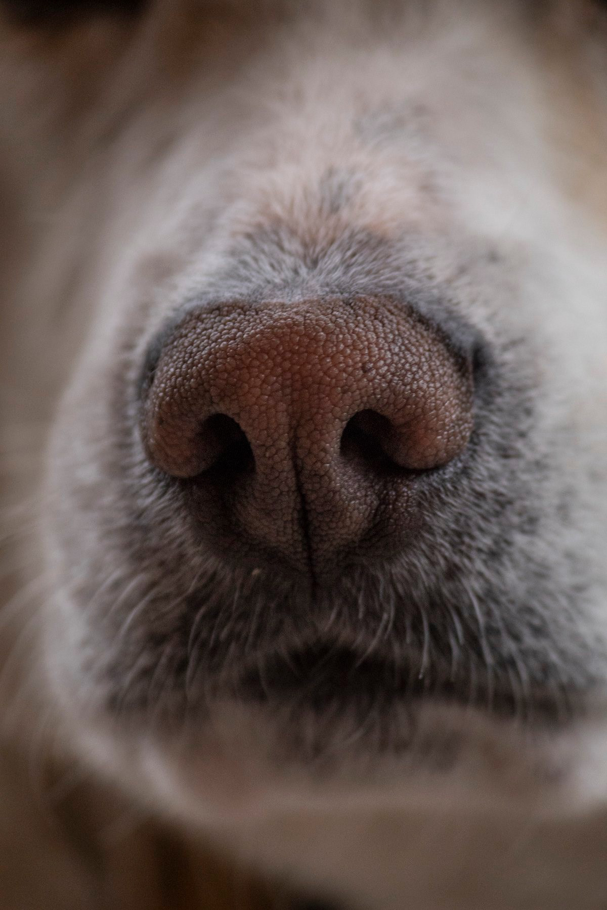 A dogs nose prints are like our fingerprints, unique to that dog and can even help identify them.
