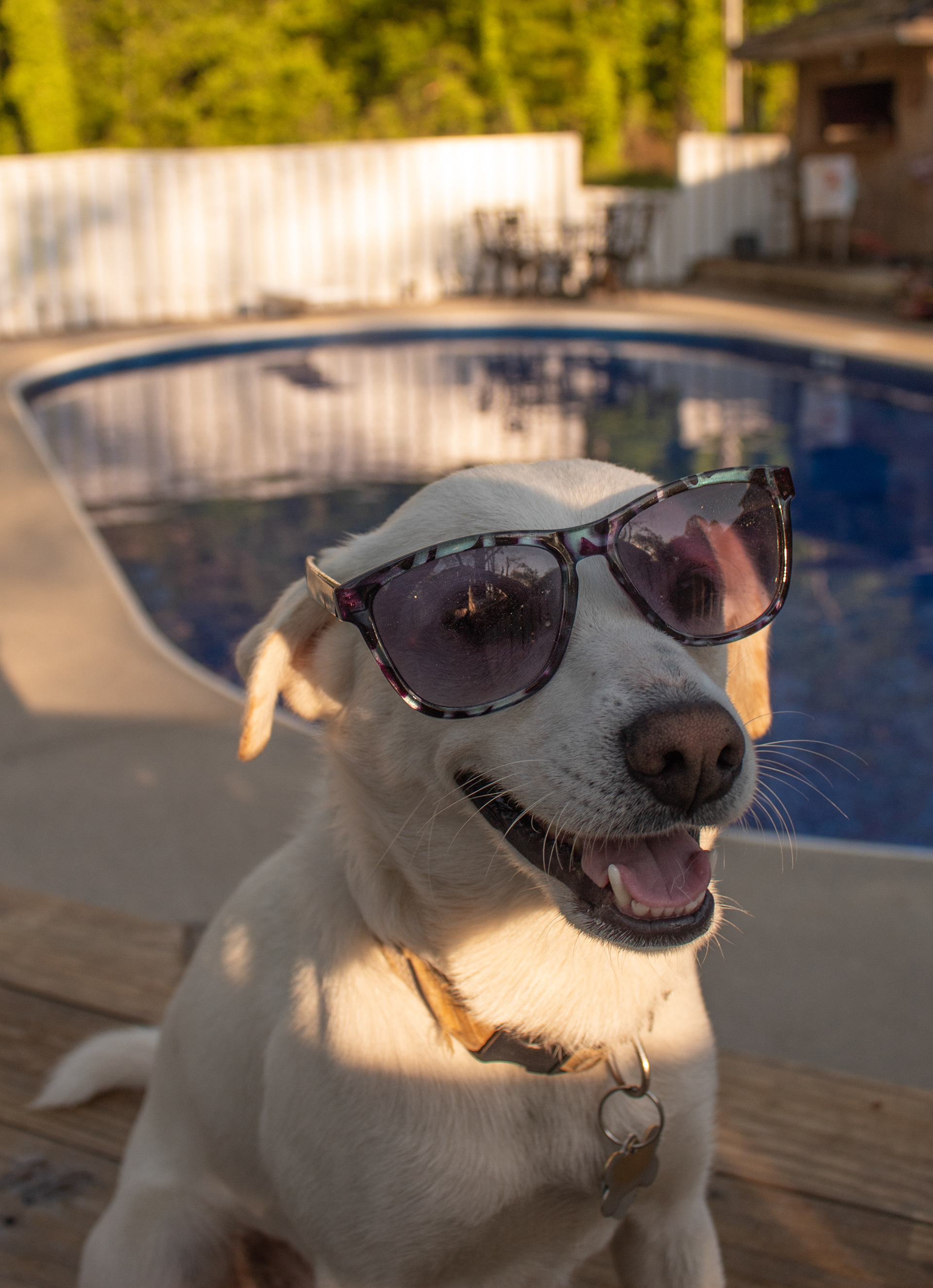 Koda's favorite season is the Summer cause of all the people that come over and our cookouts.