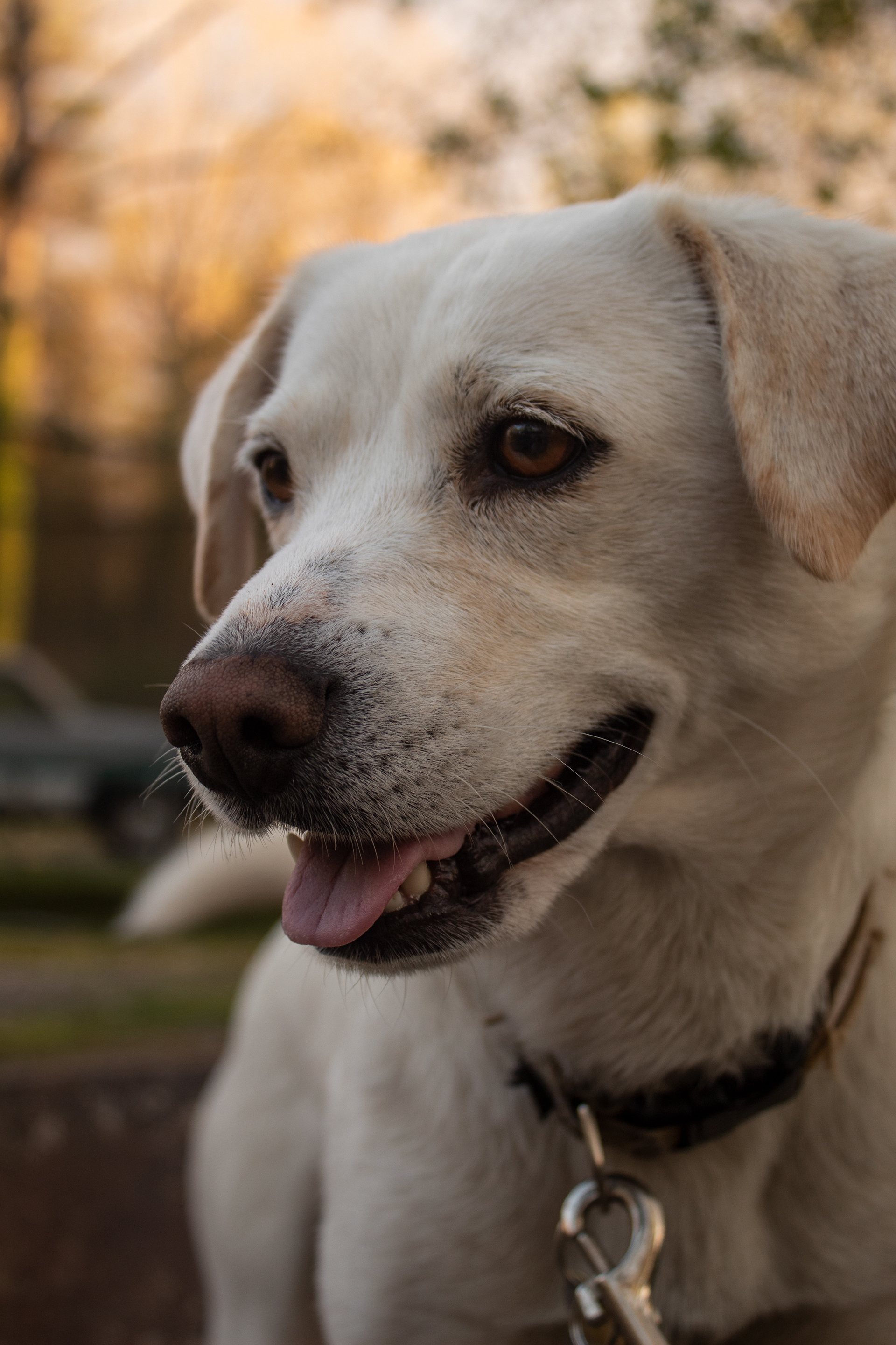 Koda loves to get her picture taken. 