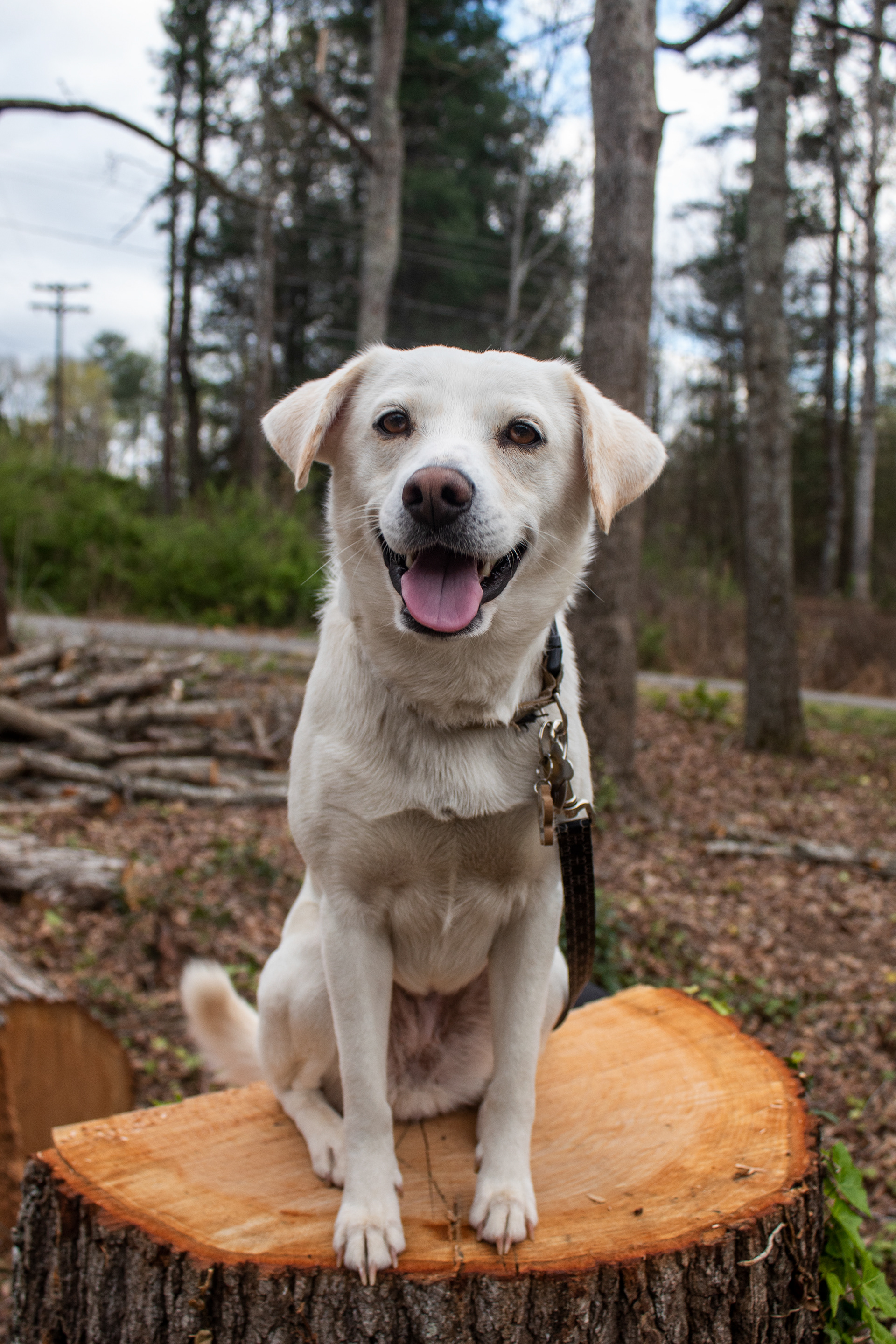 Koda is a high jumper, we laugh at her because she looks like she is levitating. 