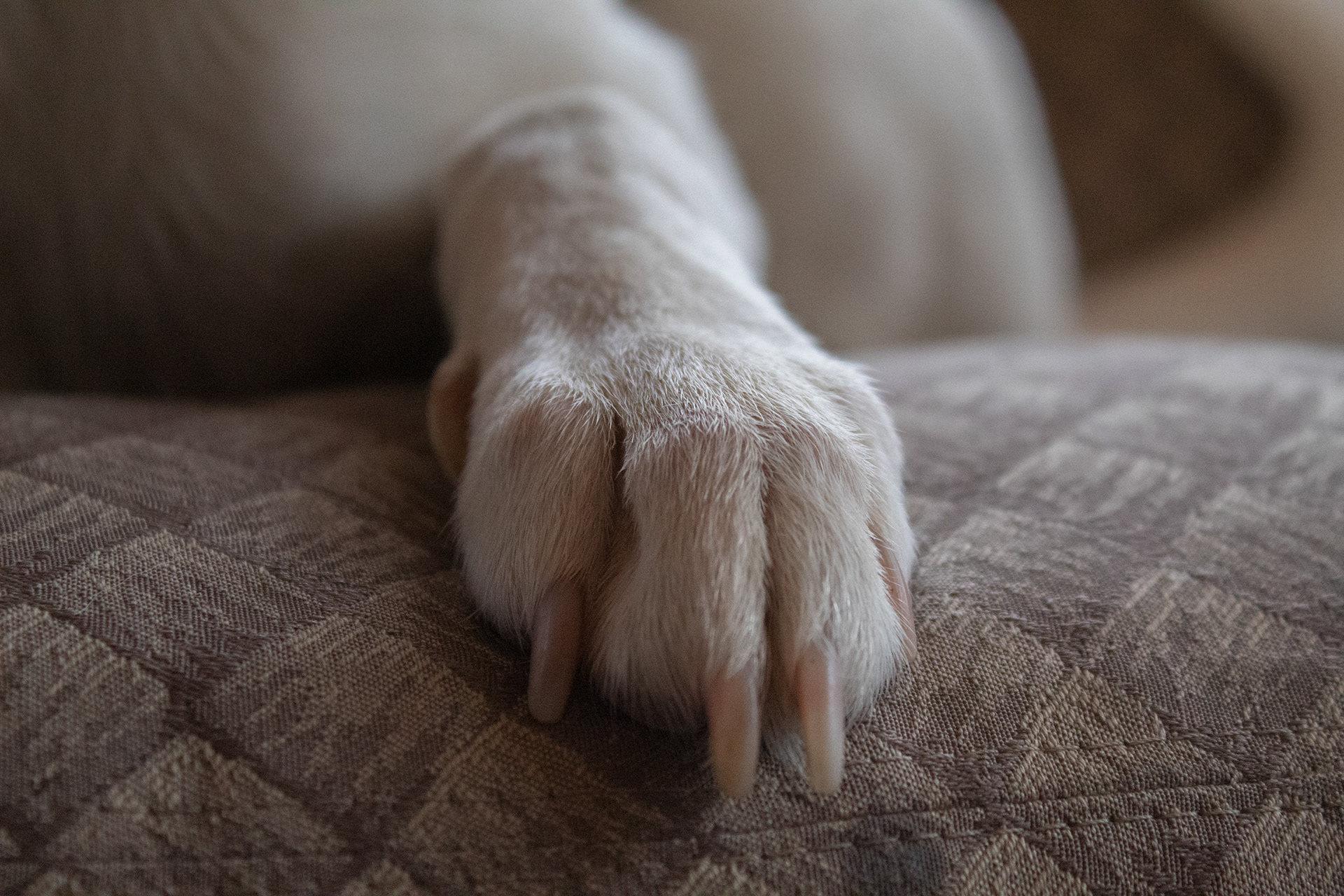 When I need a hand, I found her paw.